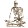 The skeleton is NOT one of the organs of the human body