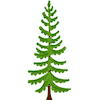 coniferous Larch tree